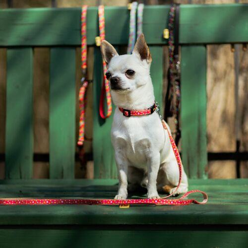 Product photo America Leash-California Mini 2