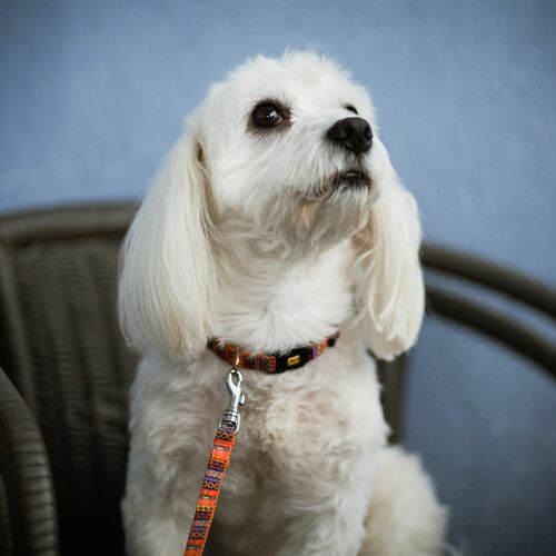 Product photo America Leash-Mexico Mini 3
