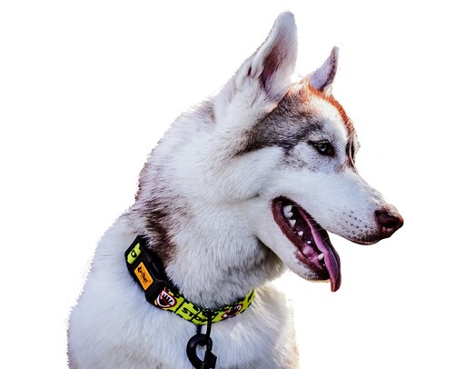 Zdjęcie produktu Obroża regulowana - DO NOT PET 3