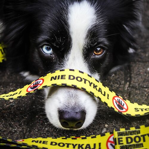 Product photo City 'Nie Dotykaj' Extendable Leash 3