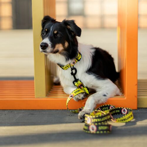 Product photo City 'Nie Dotykaj' Extendable Leash 5