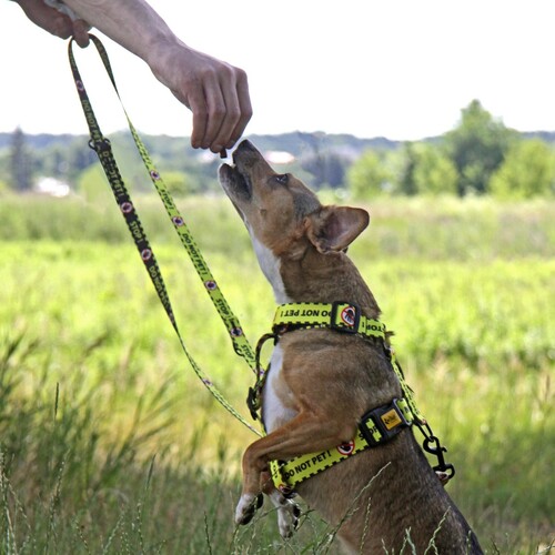 Zdjęcie produktu Szelki guard - DO NOT PET 4