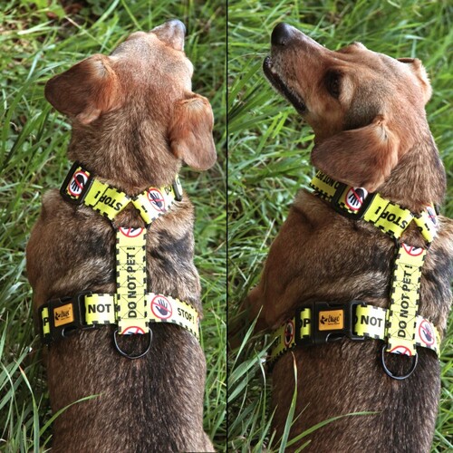 Zdjęcie produktu Szelki guard - DO NOT PET 9