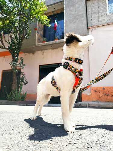 Product photo City Chiapas Collar 3