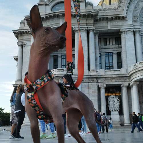 Product photo City Chiapas Guard Harness 3