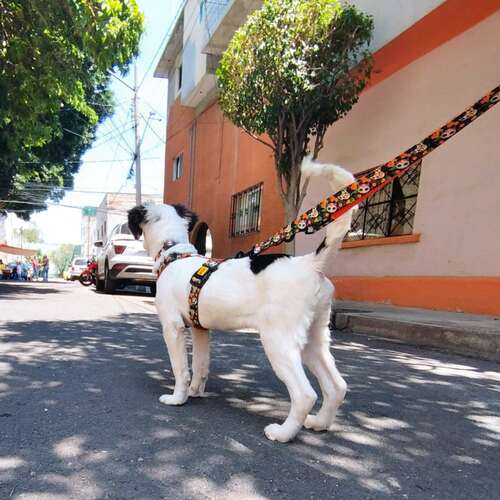 Product photo City Chiapas Guard Harness 4