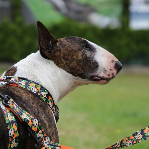 Product photo City Chiapas Guard Harness 9