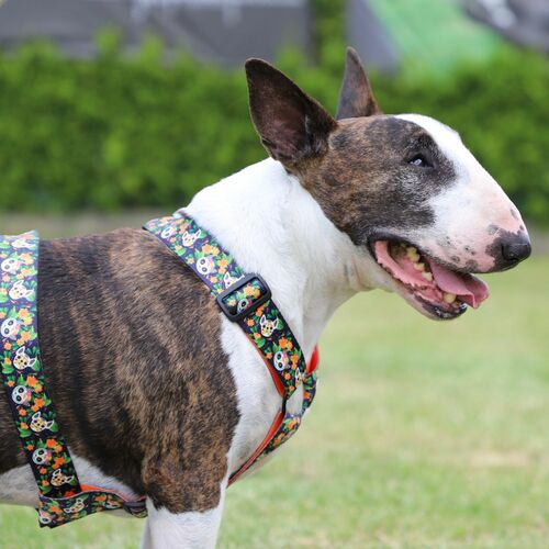 Product photo City Chiapas Guard Harness 10
