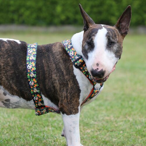 Product photo City Chiapas Guard Harness 11