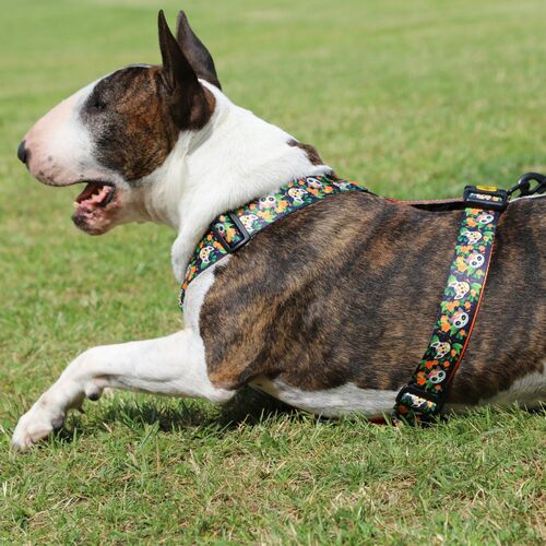Product photo City Chiapas Guard Harness 13