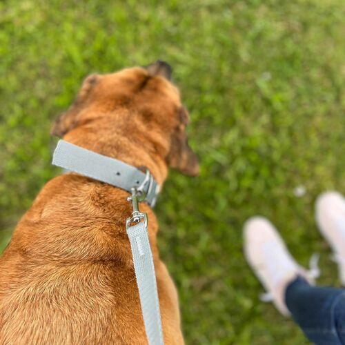 Zdjęcie produktu Obroża z taśmy polipropylenowej z metalową spinką 11