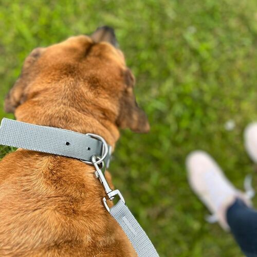 Product photo Collar With Metal Buckle, Pp Tape 14