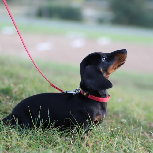 Product photo Collar With Plastic Buckle, Pp Tape 6