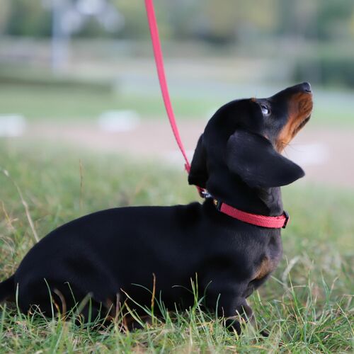 Product photo Collar With Plastic Buckle, Pp Tape 8