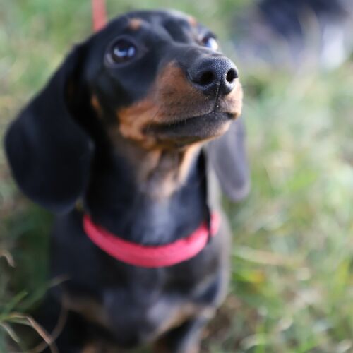 Product photo Collar With Plastic Buckle, Pp Tape 6
