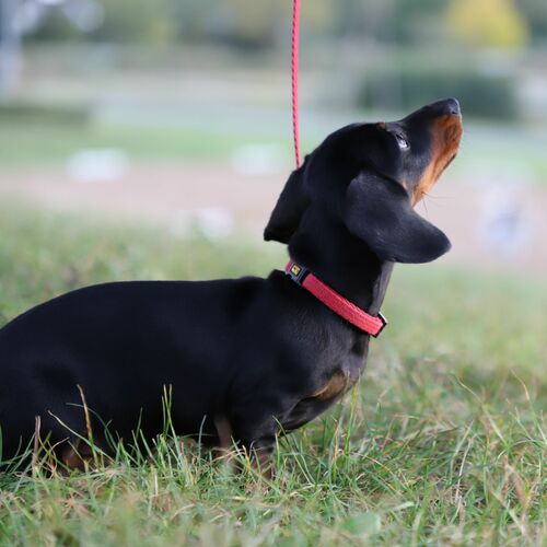 Product photo Collar With Plastic Buckle, Pp Tape 8