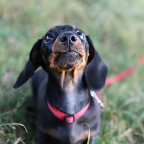 Zdjęcie produktu Obroża regulowna z taśmy z plasikową spinką 9