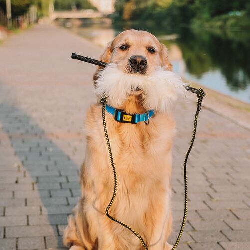 Product photo Collar With Plastic Buckle, Pp Tape 3