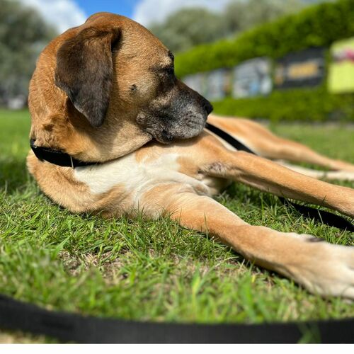 Product photo Choke Collar, Pp Tape 10