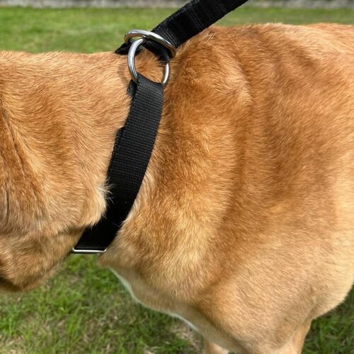 Product photo Choke Collar, Pp Tape 5