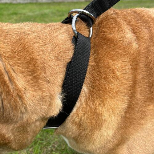 Product photo Choke Collar, Pp Tape 4