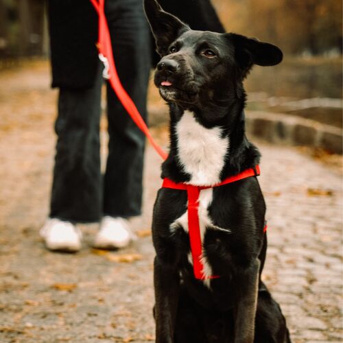 Zdjęcie produktu Szelki step-in z taśmy FRED 4