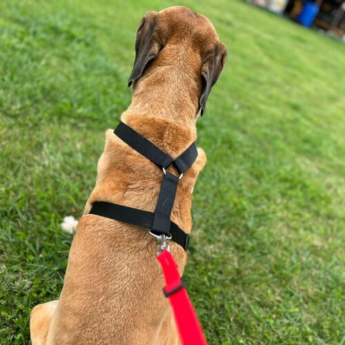 Product photo Guard Harness "Fred", Pp Tape 7
