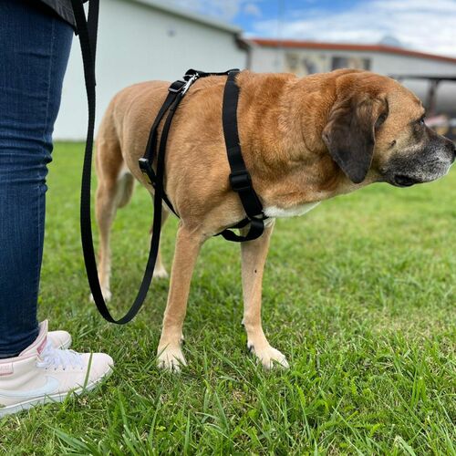 Product photo Guard Harness "Fred", Pp Tape 12