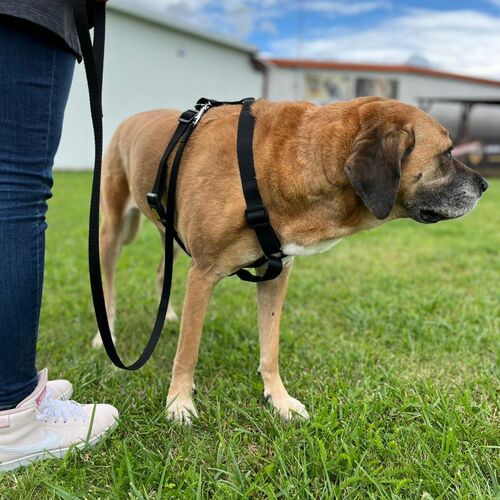 Product photo Guard Harness "Fred", Pp Tape 12