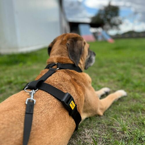 Product photo Guard Harness "Fred", Pp Tape 16