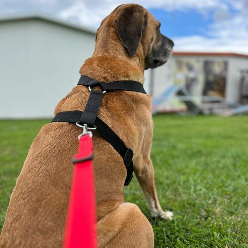 Product photo Guard Harness "Fred", Pp Tape 4