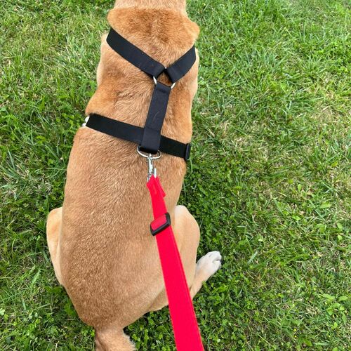 Product photo Guard Harness "Fred", Pp Tape 5