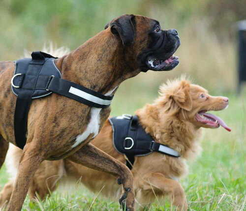 Product photo Strong Harness 2