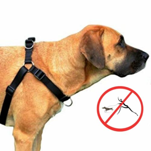 Zdjęcie produktu Szelki EASY - WALK 2