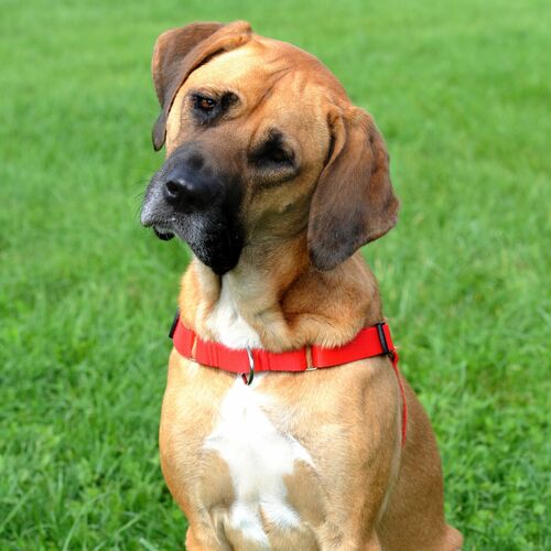 Product photo No Pull' Harness 6