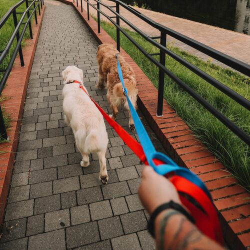Product photo Extra Long Extendable Leash, Pp Tape 7