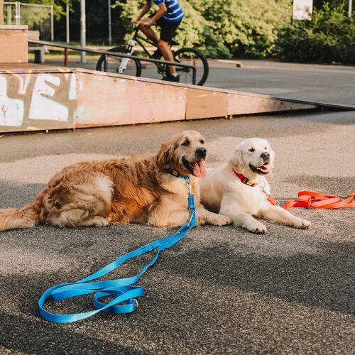 Product photo Extra Long Extendable Leash, Pp Tape 11