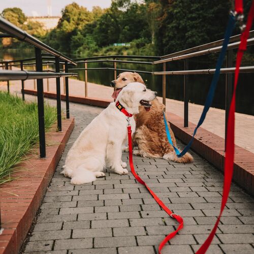 Zdjęcie produktu Smycz przepinana z taśmy extra długa 14
