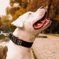Product photo Bull Collar 4