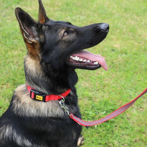 Product photo Anty-Slip Extendable Leash With Rubber 3