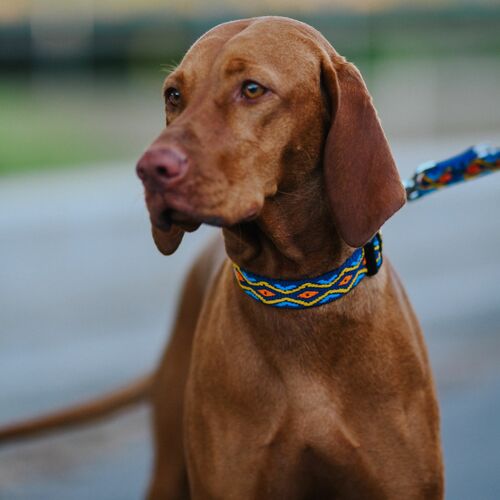 Product photo Winnetou Collar With Plastic Buckle 5