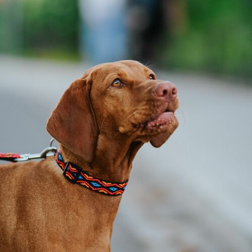 Product photo Winnetou Collar With Plastic Buckle 3