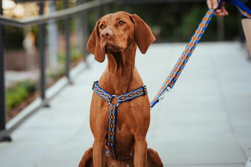 Product photo "Winnetou" Guard Harness 3