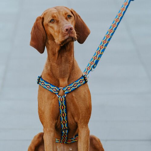 Product photo "Winnetou" Guard Harness 3