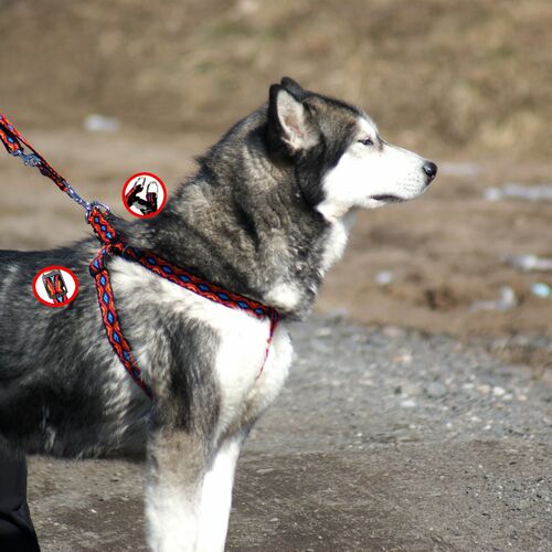 Product photo Winnetou Extendable Leash 4
