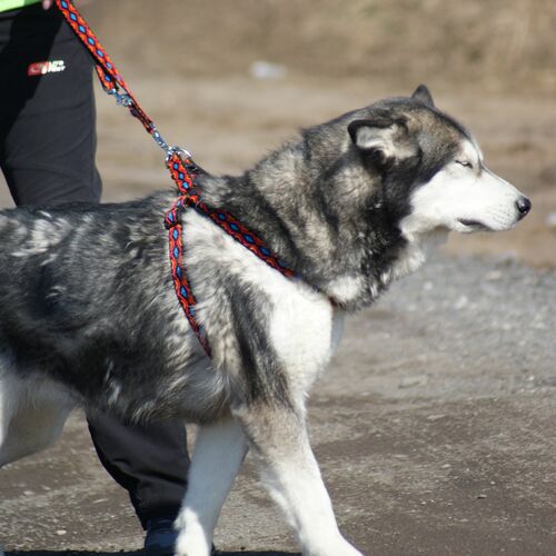 Product photo Winnetou Extendable Leash 5