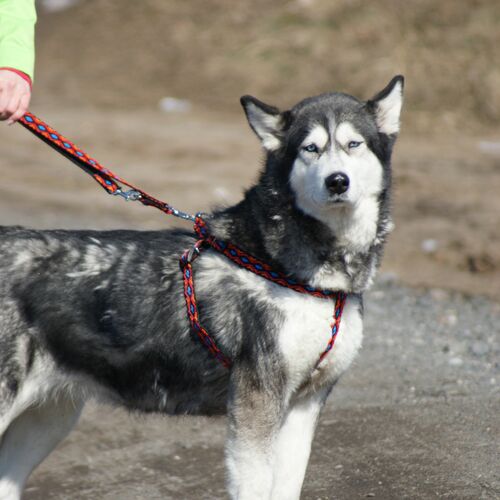 Product photo Winnetou Extendable Leash 9