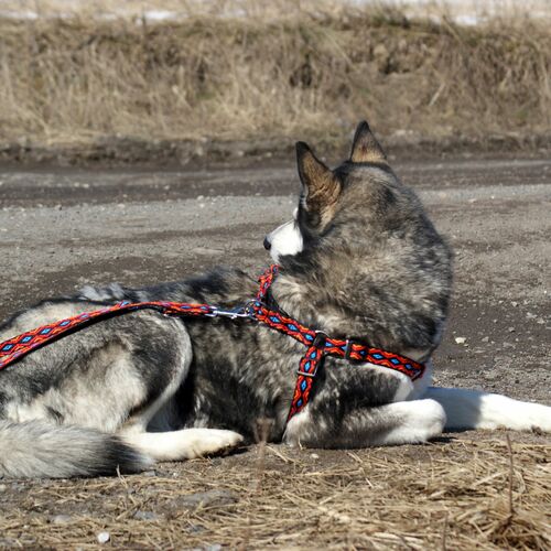 Product photo Winnetou Extendable Leash 11