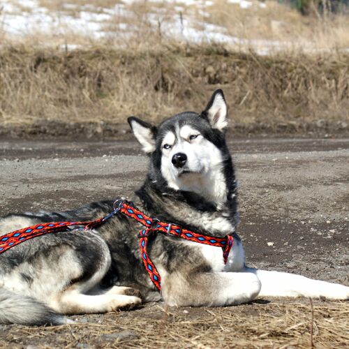 Product photo Winnetou Extendable Leash 12