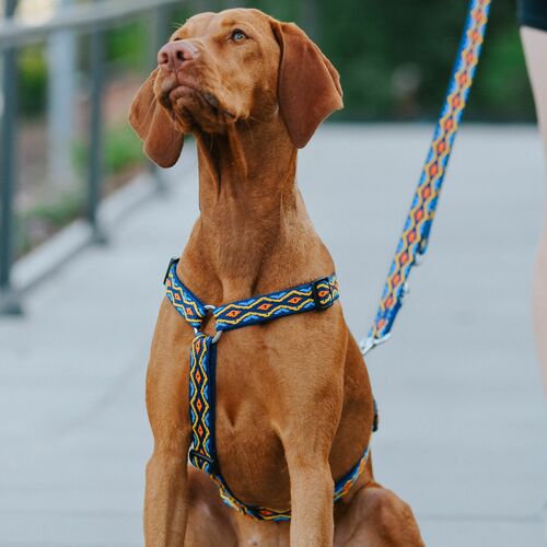 Product photo Winnetou Extendable Leash 10